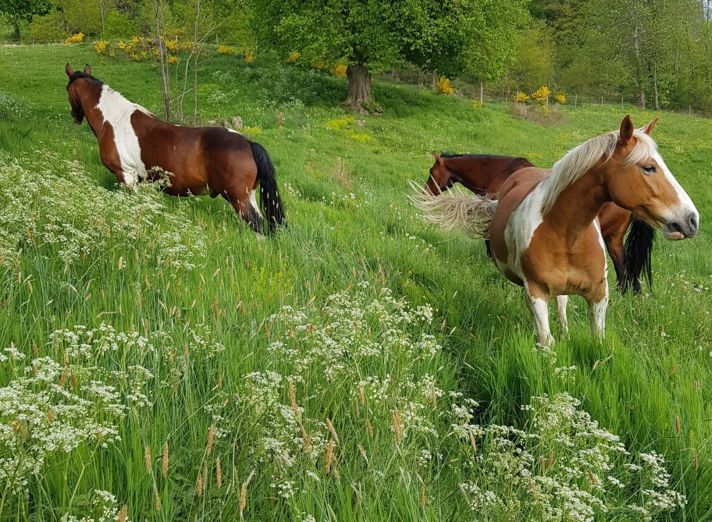 IMG_20200529_185537_159