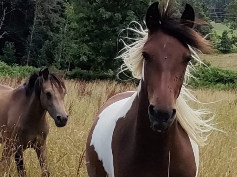 2021 OC (origines constaté) geboren onder de naam Lady Lilith Llanrai en door ons omgedoopt tot Río. Haar Moeder ( PRE) is uit de weide langs een rivier (spaans = Rio) in de Ardeche ontsnapt  om hengst Persique  ( Paint/Arabe) te bezoeken, een "accident du prairie" dus ... Maar wat een prachtig resultaat!
De komst van Río zorgde meteen voor meer balans in de meidengroep. Ze is bescheiden, koelbloedig, meegaand,  en heeft idioot lange manen voor een kleuter paard. +Info https://pradis.fr/opgroeierij/